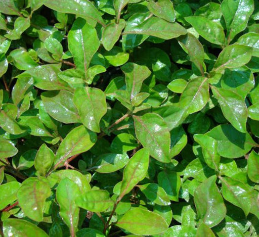 Alternanthera Red "Red Sessile Joyweed" - Greensouq - 
