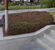 Alternanthera Red "Red Sessile Joyweed" - Greensouq - 