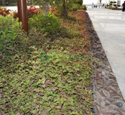 Alternanthera Red "Red Sessile Joyweed" - Greensouq - 