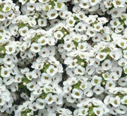 Alyssum or Alisons - Greensouq - 