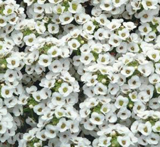 Alyssum or Alisons - Greensouq - 