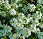 Alyssum or Alisons - Greensouq - 