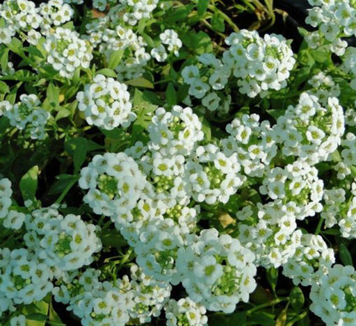 Alyssum or Alisons - Greensouq - 