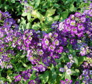 Alyssum or Alisons - Greensouq - 