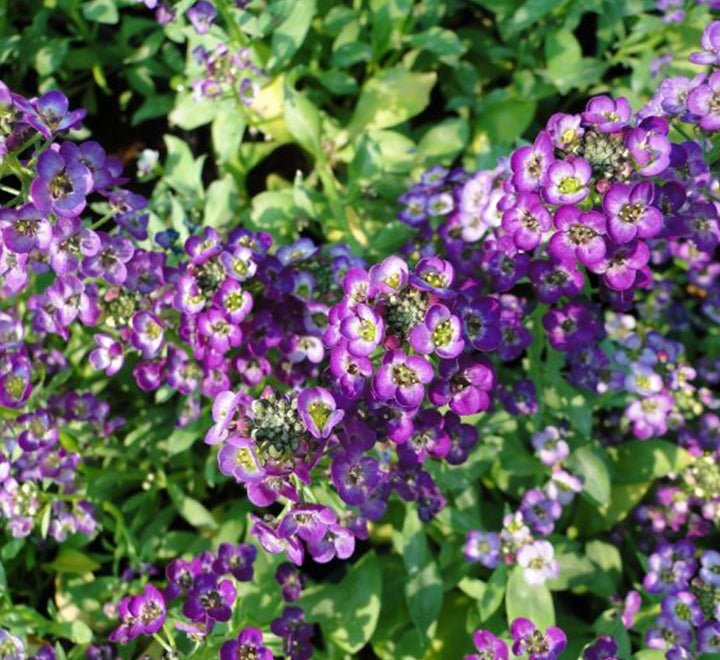 Alyssum or Alisons - Greensouq - 