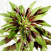 Amaranthus Tricolor 0.3 - 0.4m - Greensouq - 
