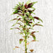 Amaranthus Tricolor 0.3 - 0.4m - Greensouq - 