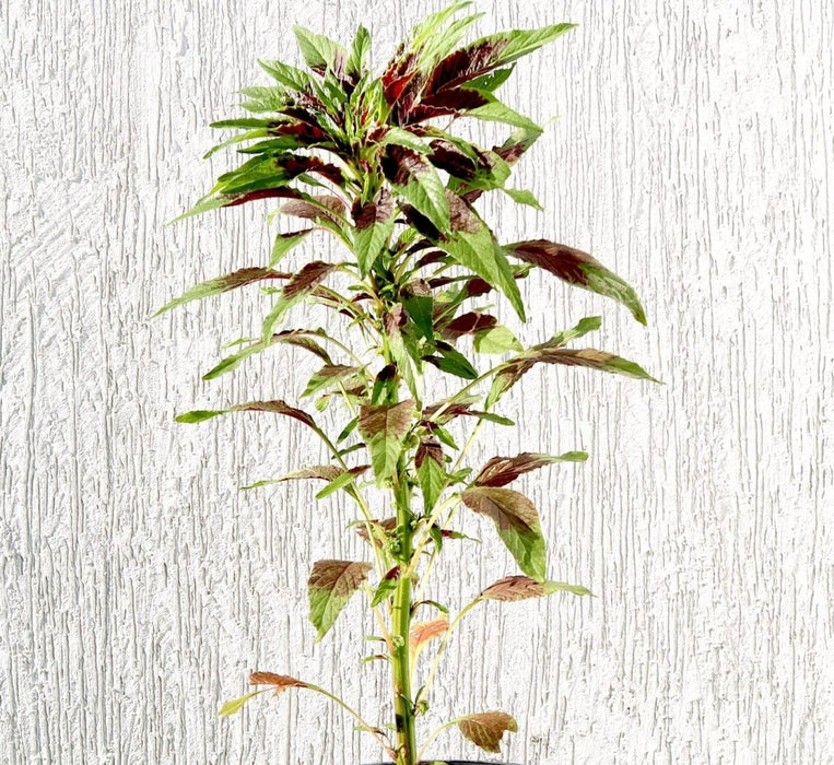 Amaranthus Tricolor 0.3 - 0.4m - Greensouq - 