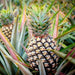 Ananas Comosus | Pineapple Plant 0.7 - 0.4 m الشجر انانَاس - Greensouq - 