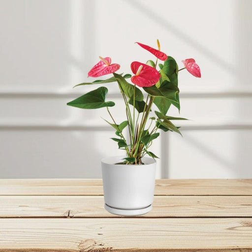 Andreanum or The Flamingo Flower - Greensouq - 