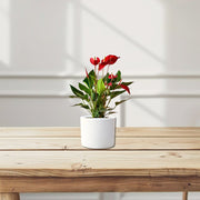 Andreanum or The Flamingo Flower - Greensouq - 