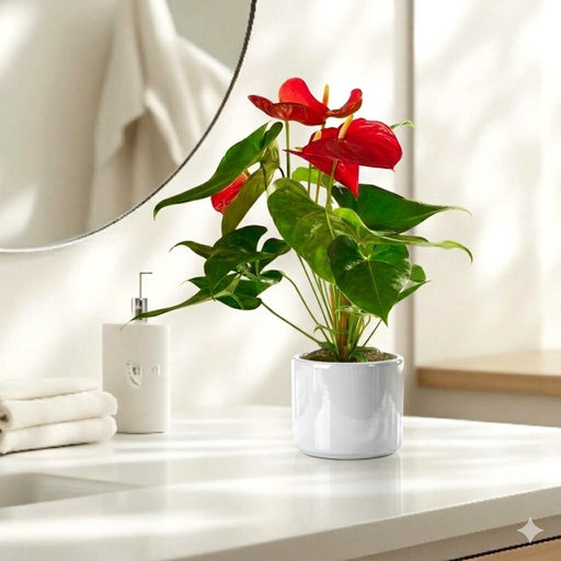 Andreanum or The Flamingo Flower - Greensouq - 
