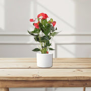 Andreanum or The Flamingo Flower - Greensouq - 