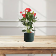 Andreanum or The Flamingo Flower - Greensouq - 
