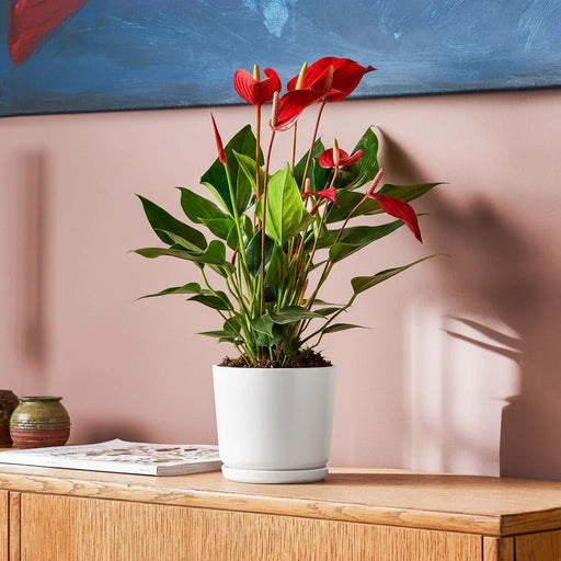 Andreanum or The Flamingo Flower - Greensouq - 