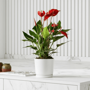 Andreanum or The Flamingo Flower - Greensouq - 