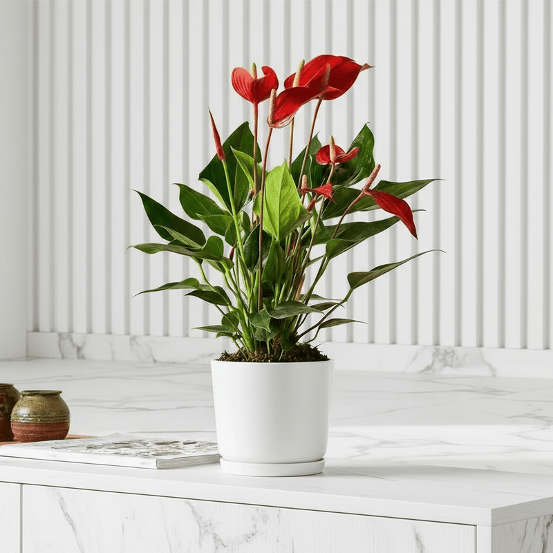 Andreanum or The Flamingo Flower - Greensouq - 