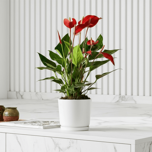 Andreanum or The Flamingo Flower - Greensouq - 