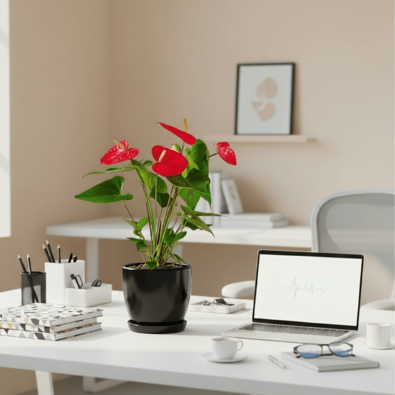 Andreanum or The Flamingo Flower in ceramic Pot - Greensouq - 