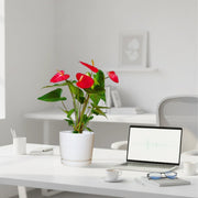 Andreanum or The Flamingo Flower in ceramic Pot - Greensouq - 