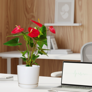Andreanum or The Flamingo Flower in ceramic Pot - Greensouq -