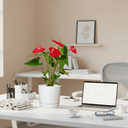 Andreanum or The Flamingo Flower in ceramic Pot - Greensouq - 