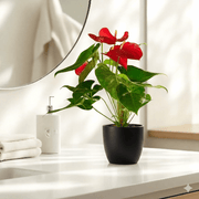 Andreanum or The Flamingo Flower | UAE's Top-Rated Houseplant! - Greensouq -