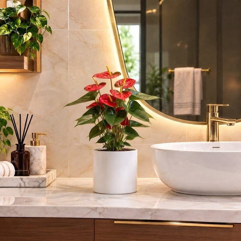 Andreanum or The Flamingo Flower | UAE's Top-Rated Houseplant! - Greensouq -
