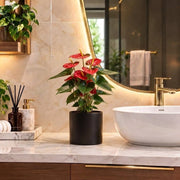 Andreanum or The Flamingo Flower | UAE's Top-Rated Houseplant! - Greensouq -
