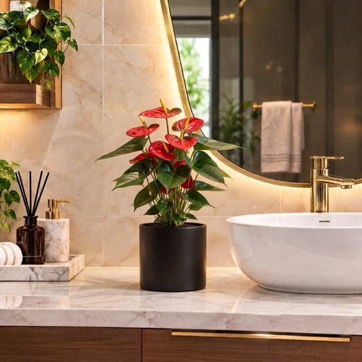 Andreanum or The Flamingo Flower | UAE's Top-Rated Houseplant! - Greensouq -