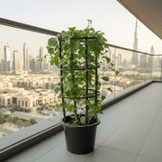 Antigonon Leptopus or Coral vine "Mexican creeper" 80 - 100cm - Greensouq - 