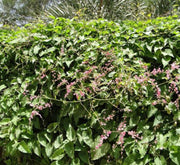 Antigonon Leptopus or Coral vine "Mexican creeper" 80 - 100cm - Greensouq - 