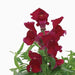 Antirrhium Majus or Snapdragon - Greensouq - 