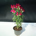 Antirrhium Majus or Snapdragon - Greensouq - 