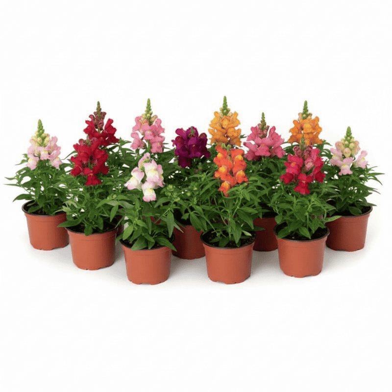 Antirrhium Majus or Snapdragon - Greensouq - 