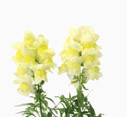 Antirrhium Majus or Snapdragon - Greensouq - 