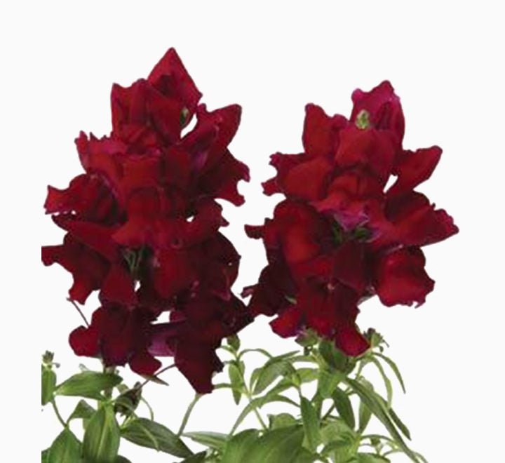 Antirrhium Majus or Snapdragon - Greensouq - 