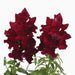 Antirrhium Majus or Snapdragon - Greensouq - 