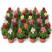 Antirrhium Majus or Snapdragon - Greensouq - 