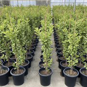 🍈 Apple Guava Tree (Psidium Guajava) | Dubai's Best Sellers! - Greensouq - 