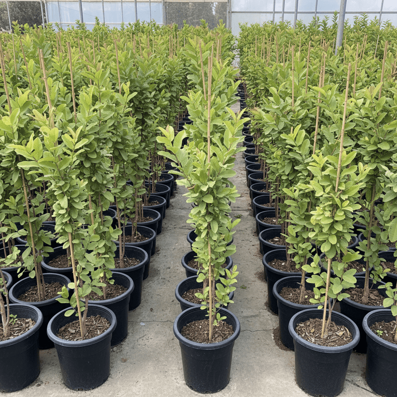 🍈 Apple Guava Tree (Psidium Guajava) | Dubai's Best Sellers! - Greensouq - 