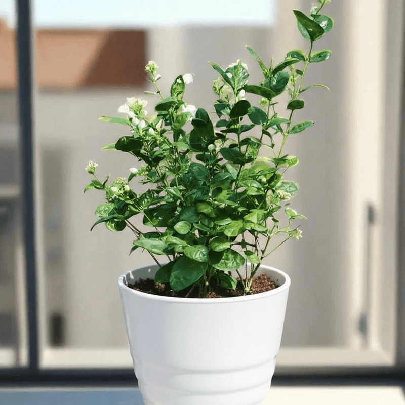 Arabian Jasmine Motia "Jasminum Sambac" - Greensouq - 