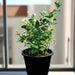 Arabian Jasmine Motia "Jasminum Sambac" - Greensouq - 
