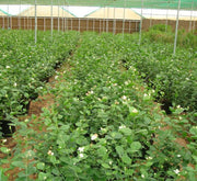 Arabian Jasmine Motia "Jasminum Sambac" - Greensouq - 