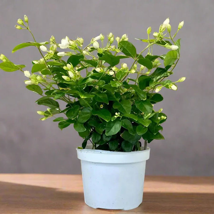 Arabian Jasmine Motia "Jasminum Sambac" - Greensouq - 
