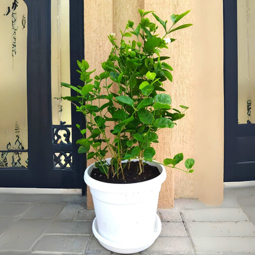 Arabian Jasmine Motia "Jasminum Sambac" - Greensouq - 