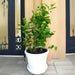 Arabian Jasmine Motia "Jasminum Sambac" - Greensouq - 