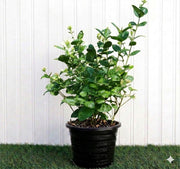 Arabian Jasmine Motia - Jasminum Sambac | UAE's Best - Selling Plant! - Greensouq - 