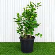 Arabian Jasmine Motia - Jasminum Sambac | UAE's Best-Selling Plant! - Greensouq - outdoor