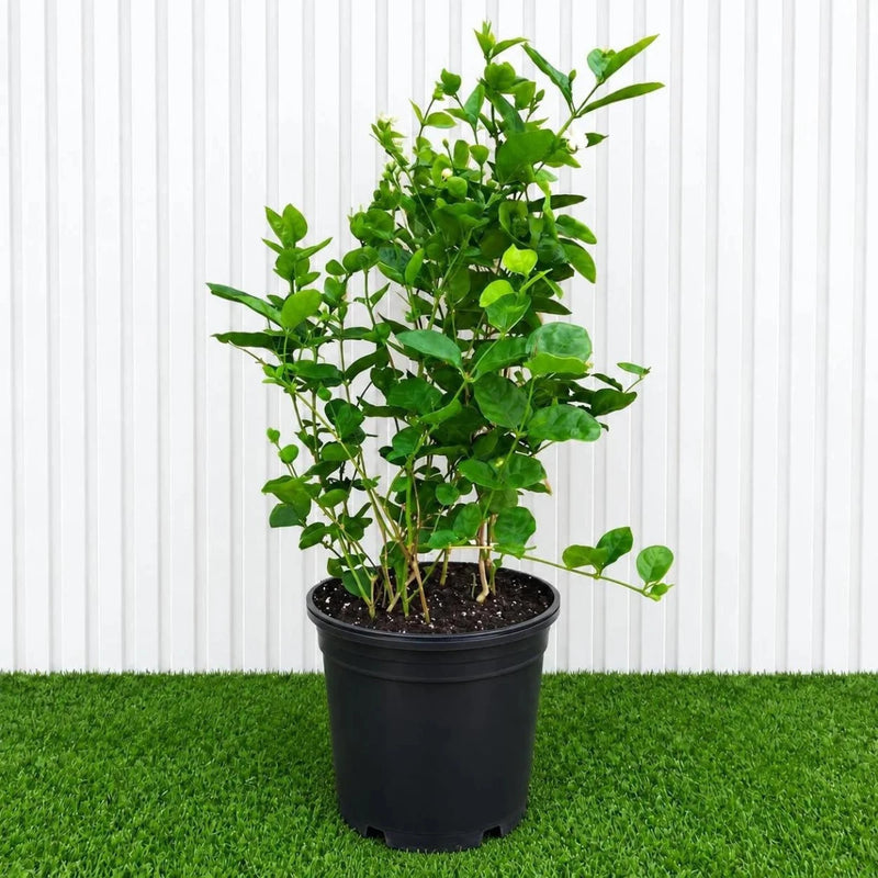 Arabian Jasmine Motia - Jasminum Sambac | UAE's Best-Selling Plant! - Greensouq - outdoor